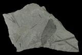Fossil Flora (Macroneuropteris & Annularia) Plate - Kentucky #158812-1